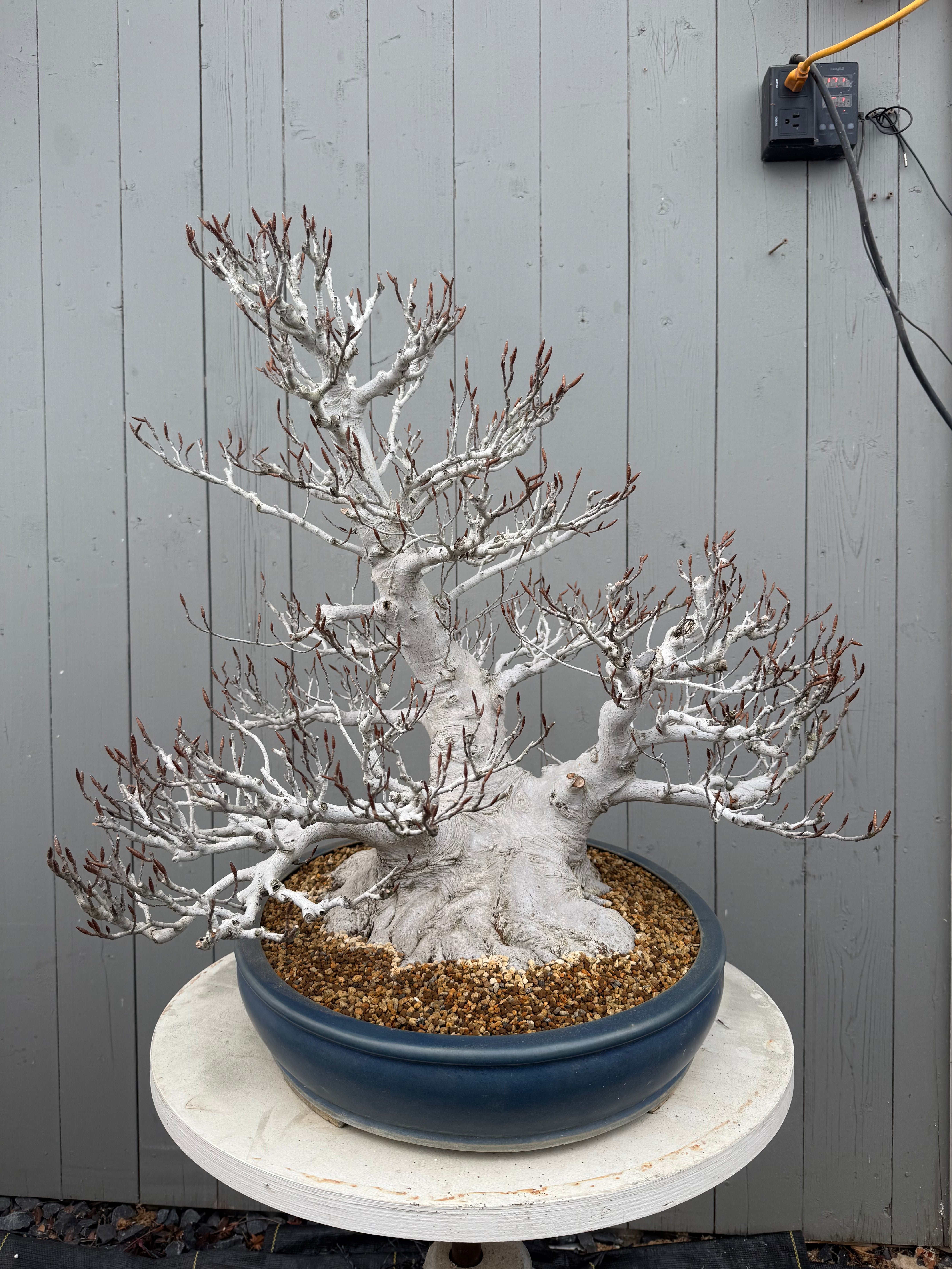 Fagus crenata