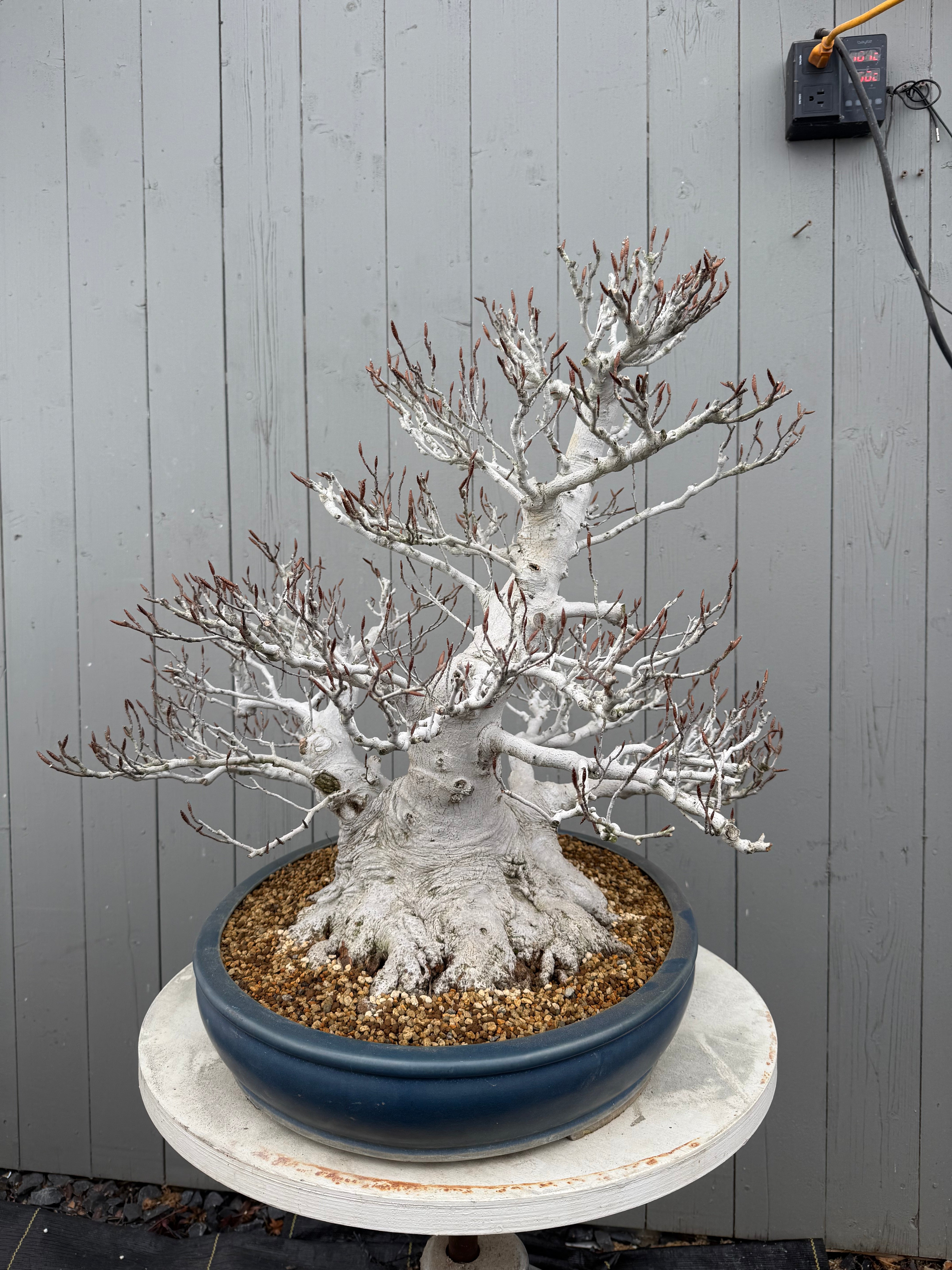 Fagus crenata