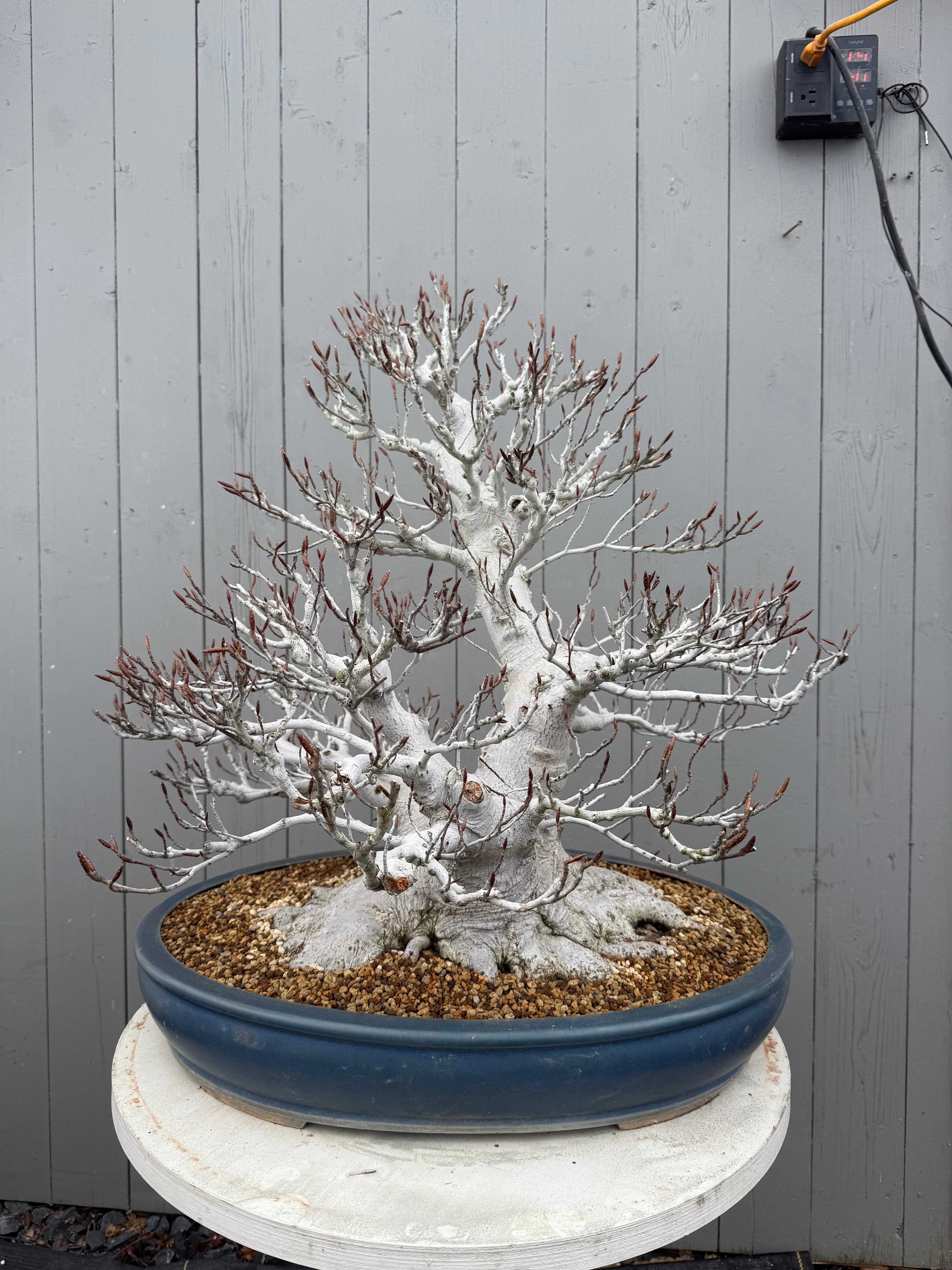 Fagus crenata