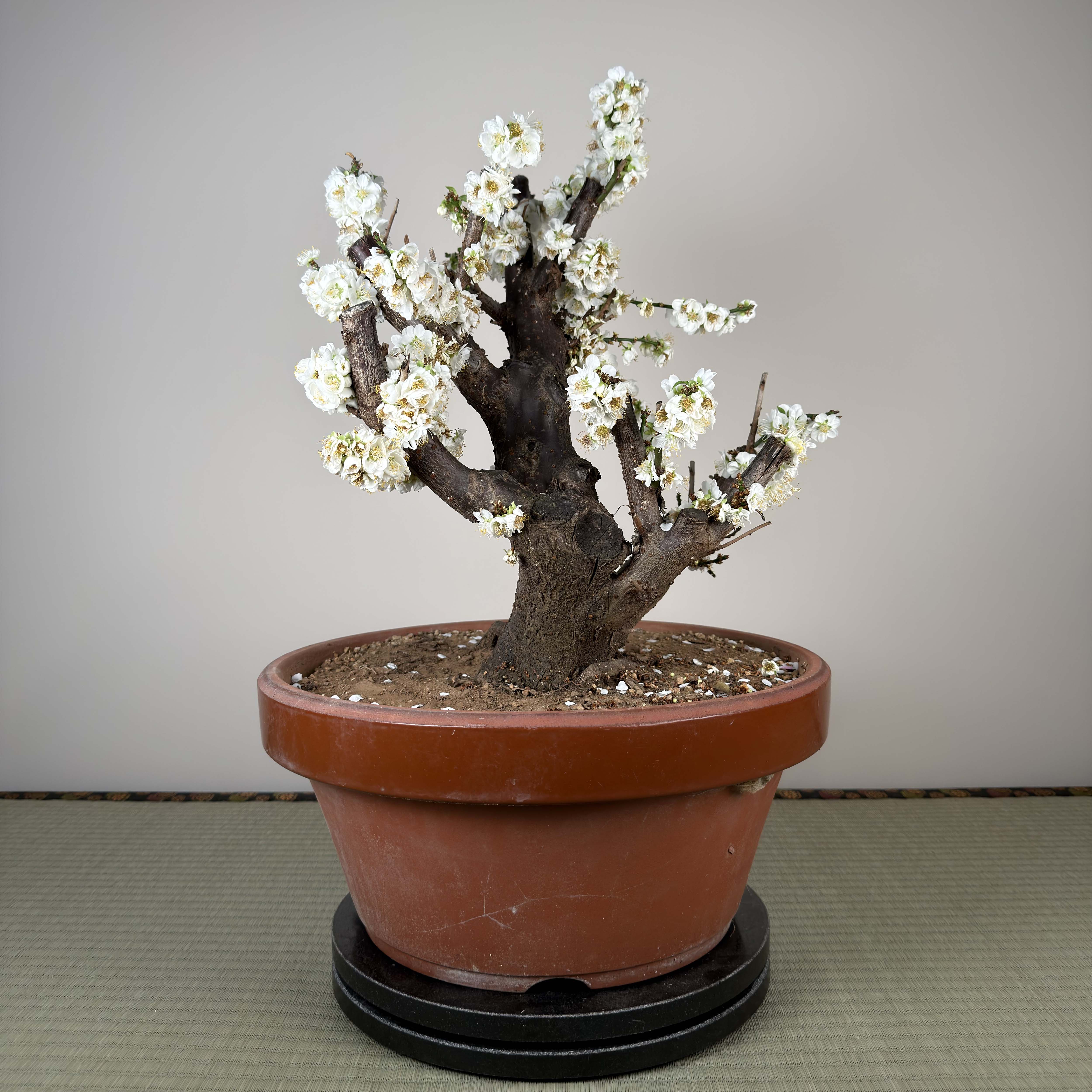 Glycine floribunda