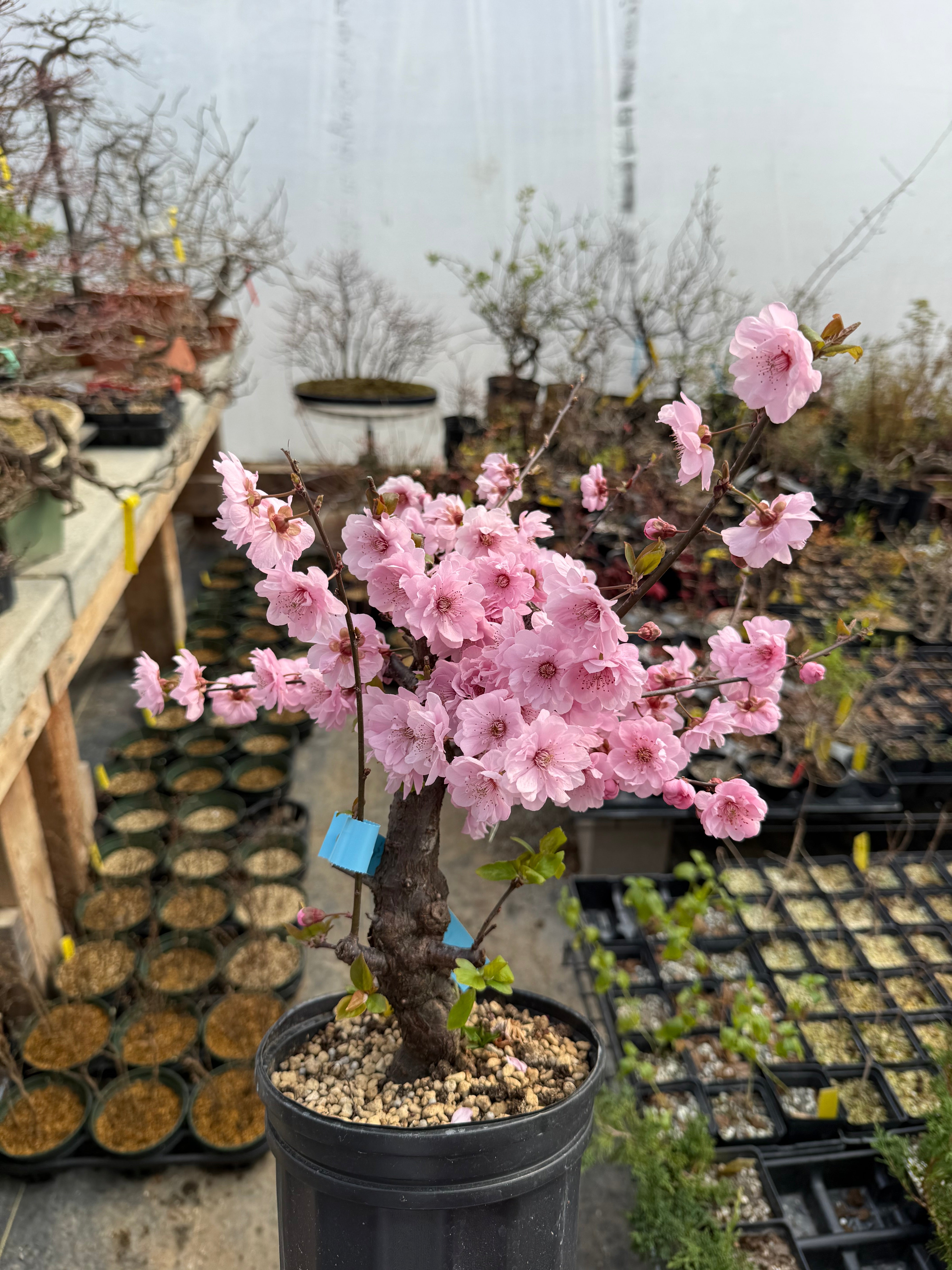Glycine floribunda