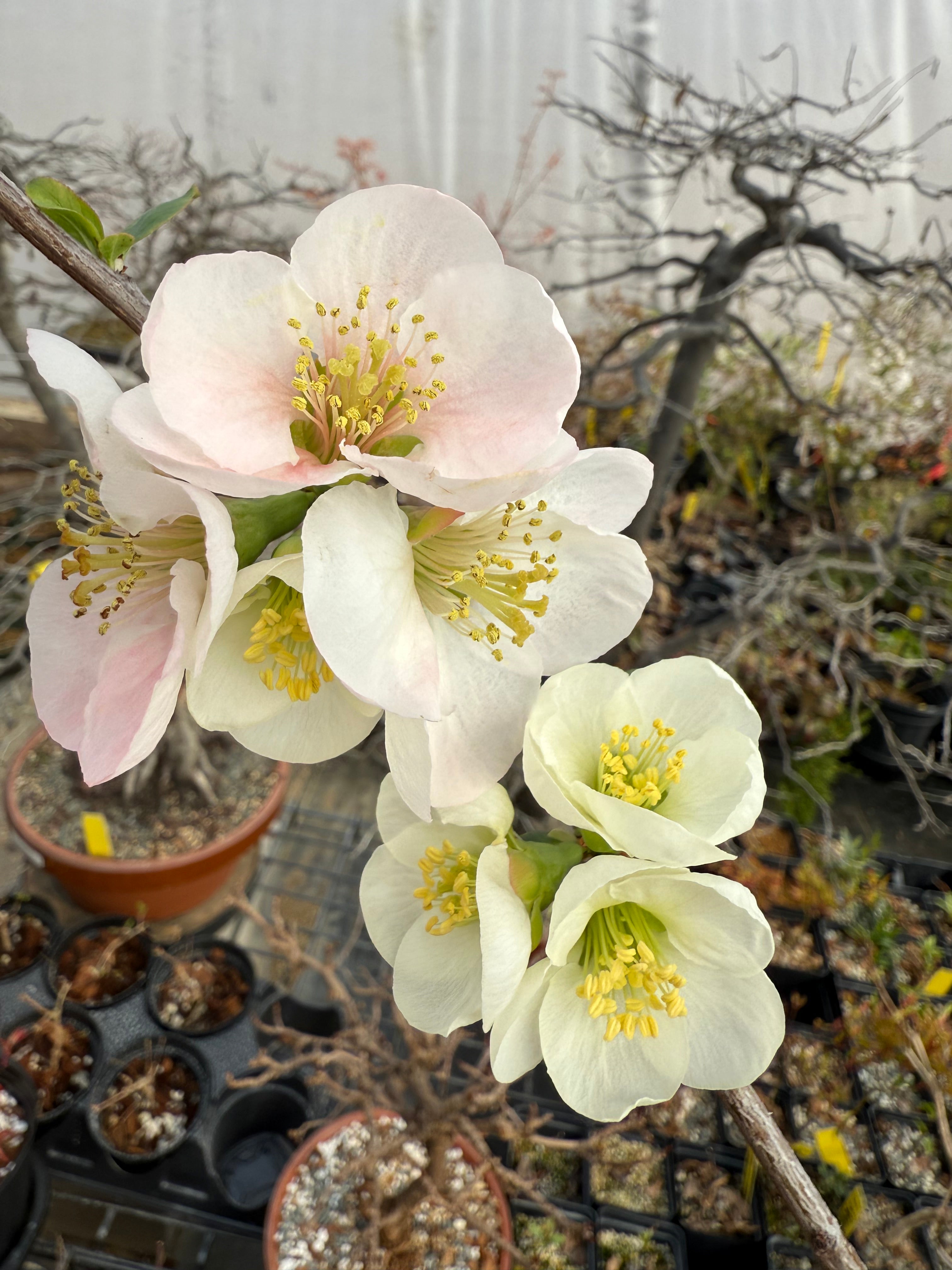 Chaenomeles speciosa 'Toyo Nishiki'