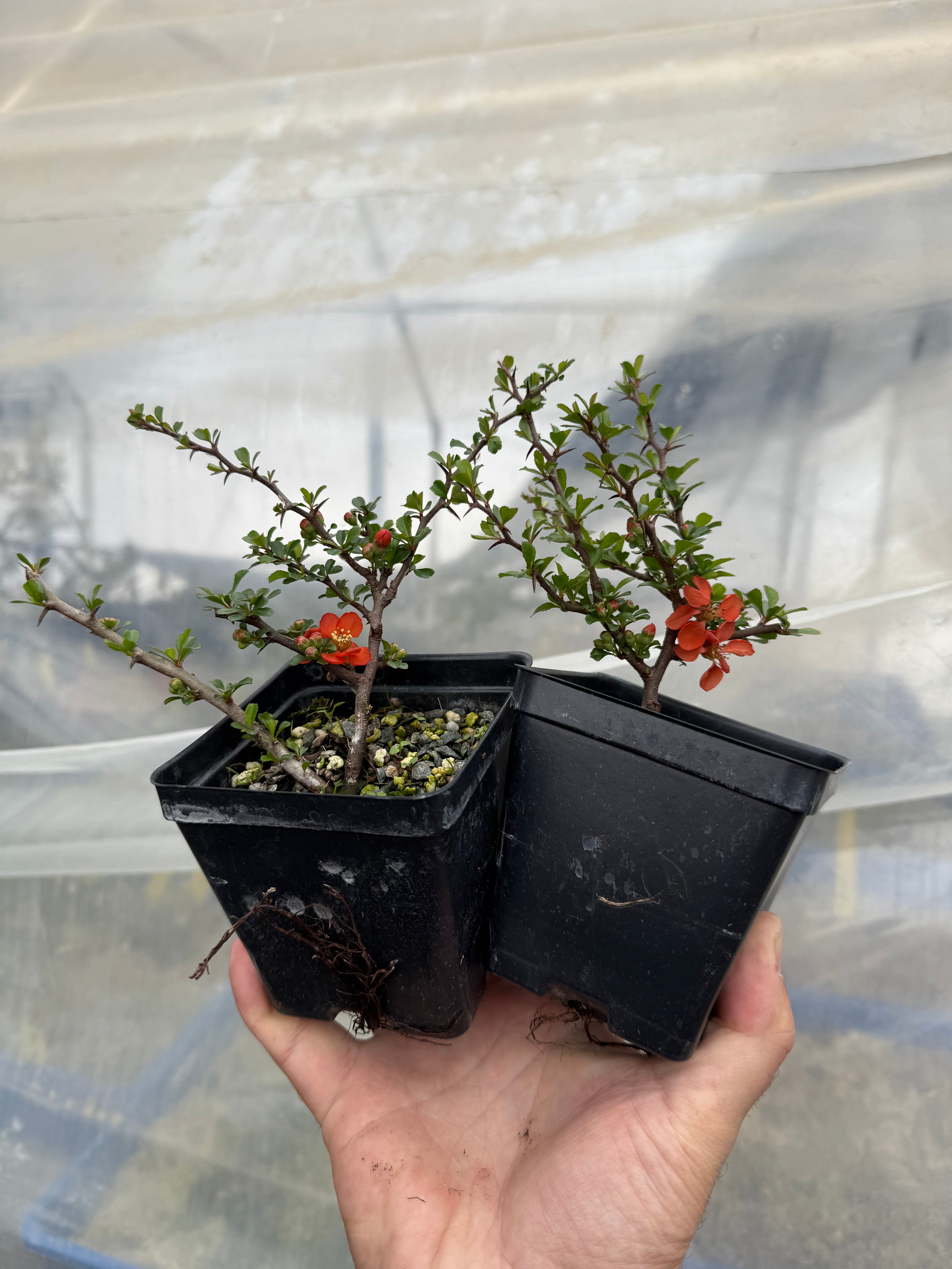 Chaenomeles japonica (red)