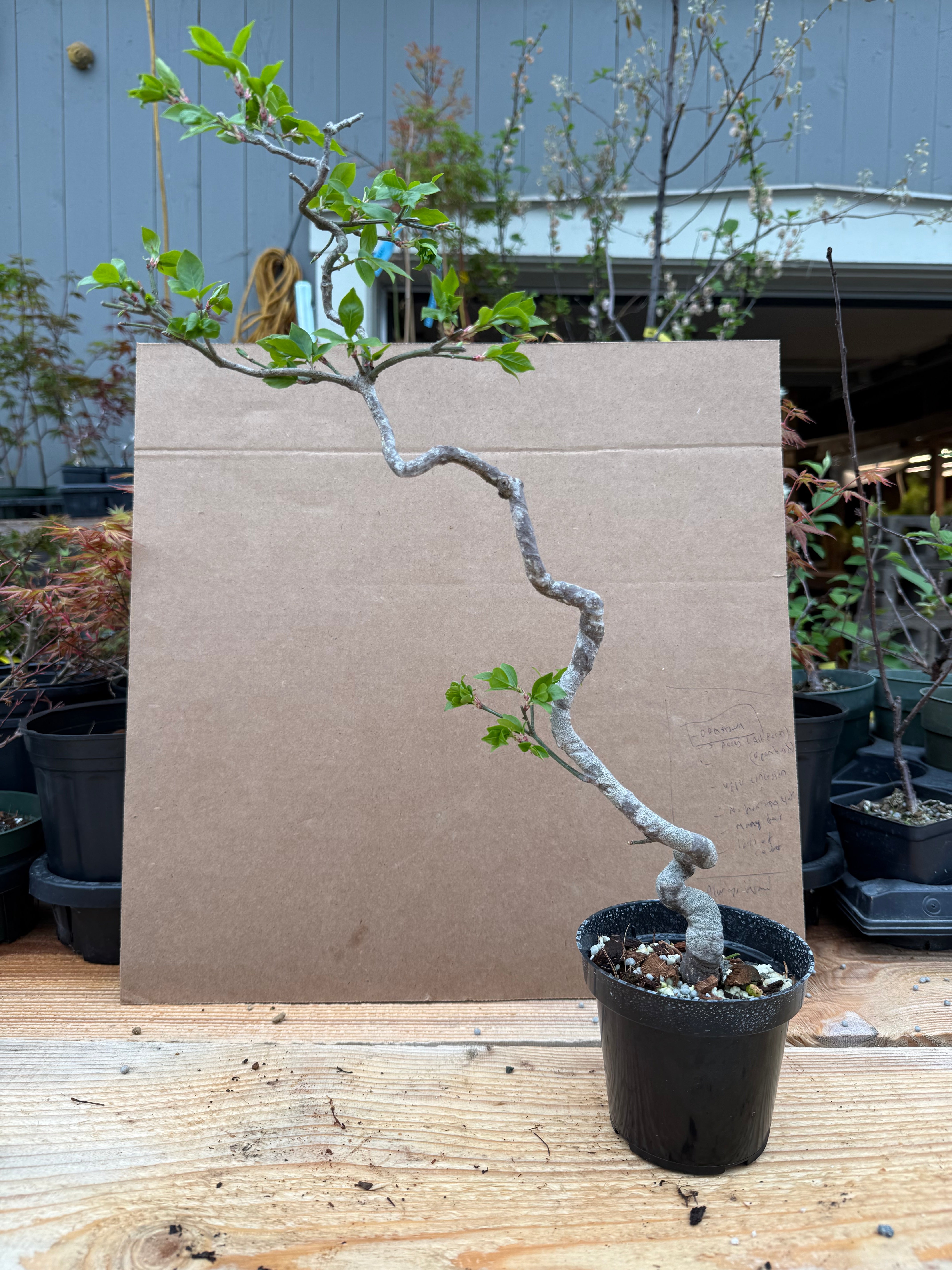 Euonymus