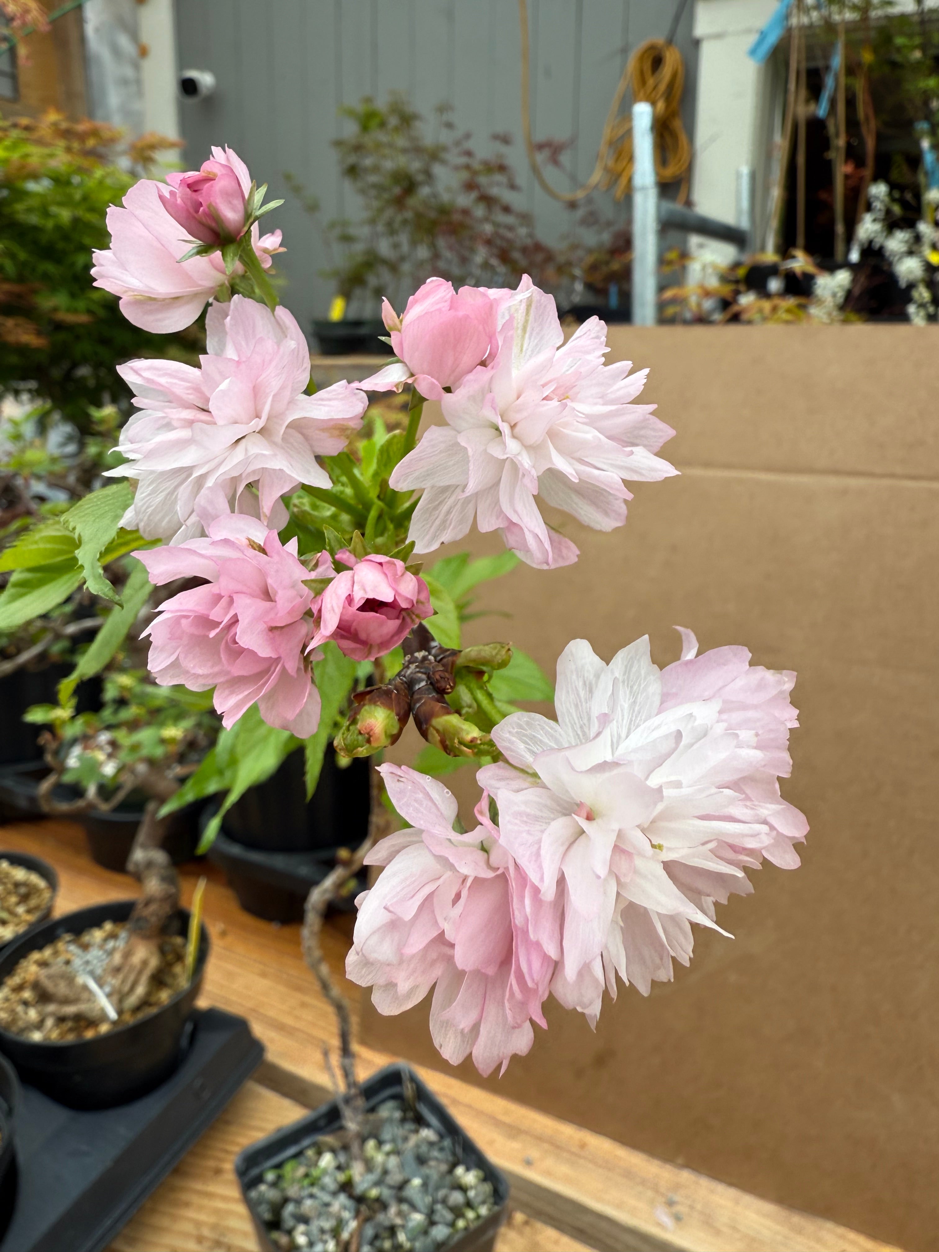 Prunus serrulata 'Kiku Shidare'