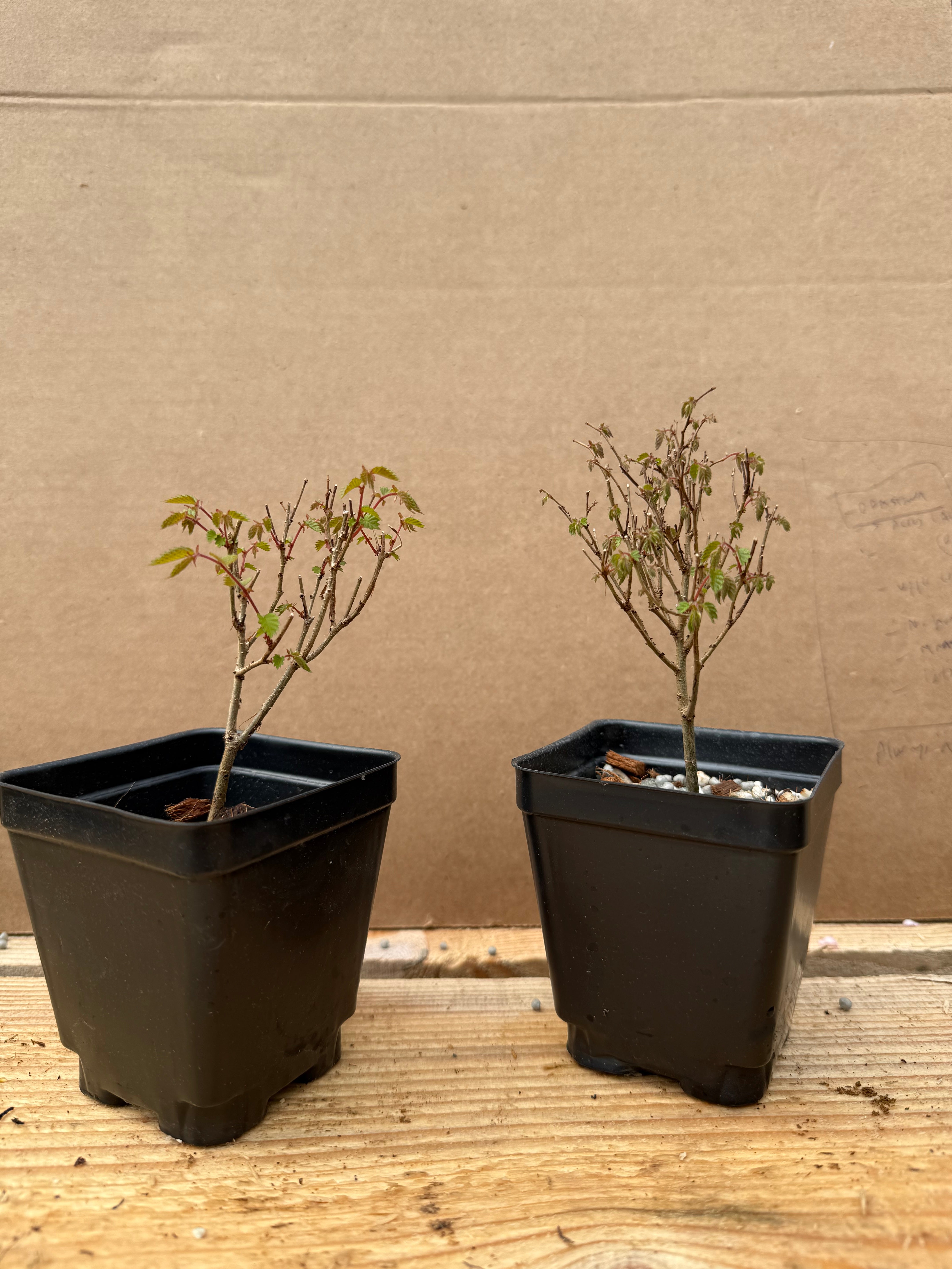 Zelkova serrata