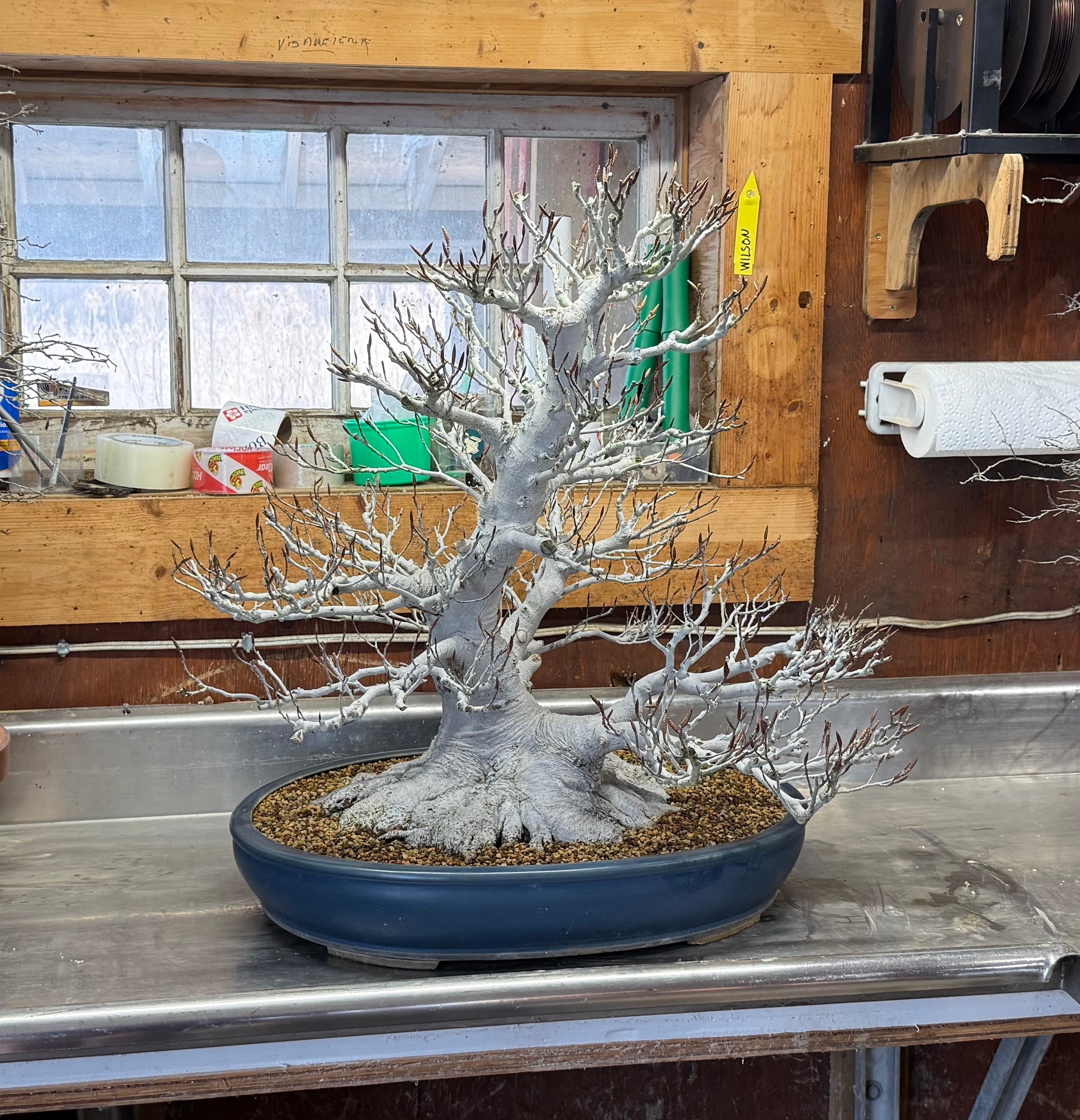 Fagus crenata