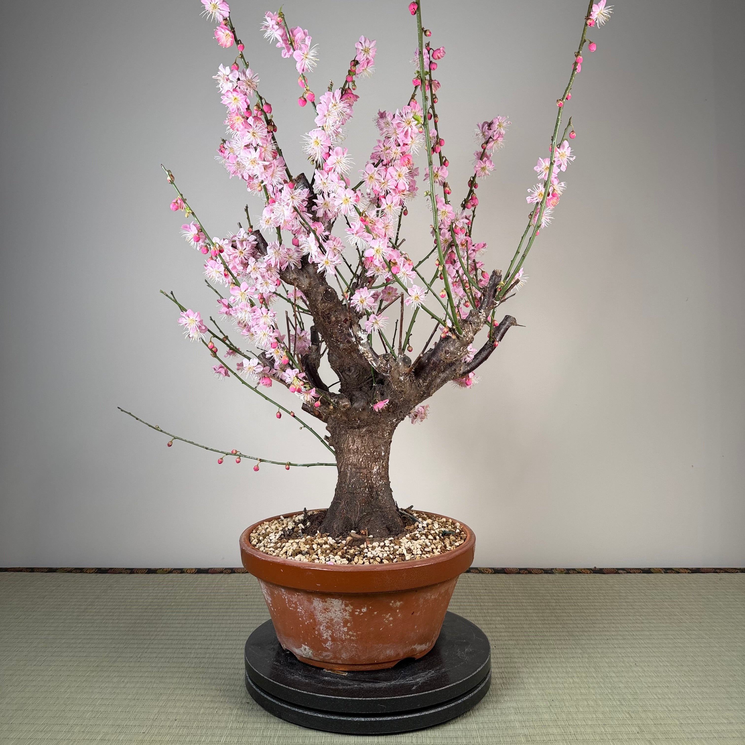 Glycine floribunda