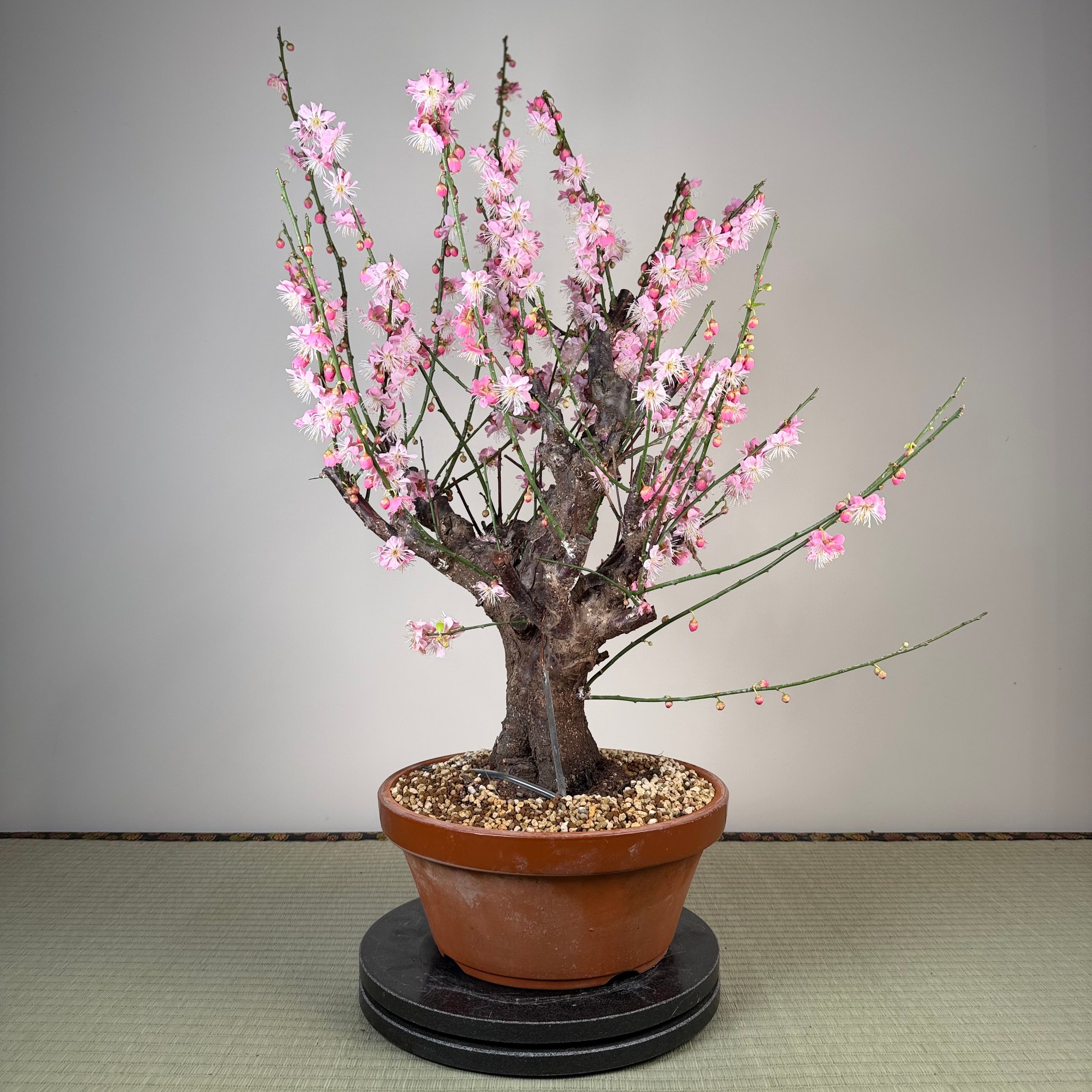 Glycine floribunda