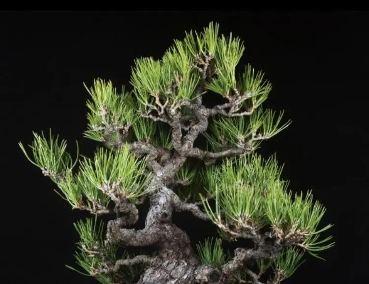 Pinus thunbergii Canada Bonsai