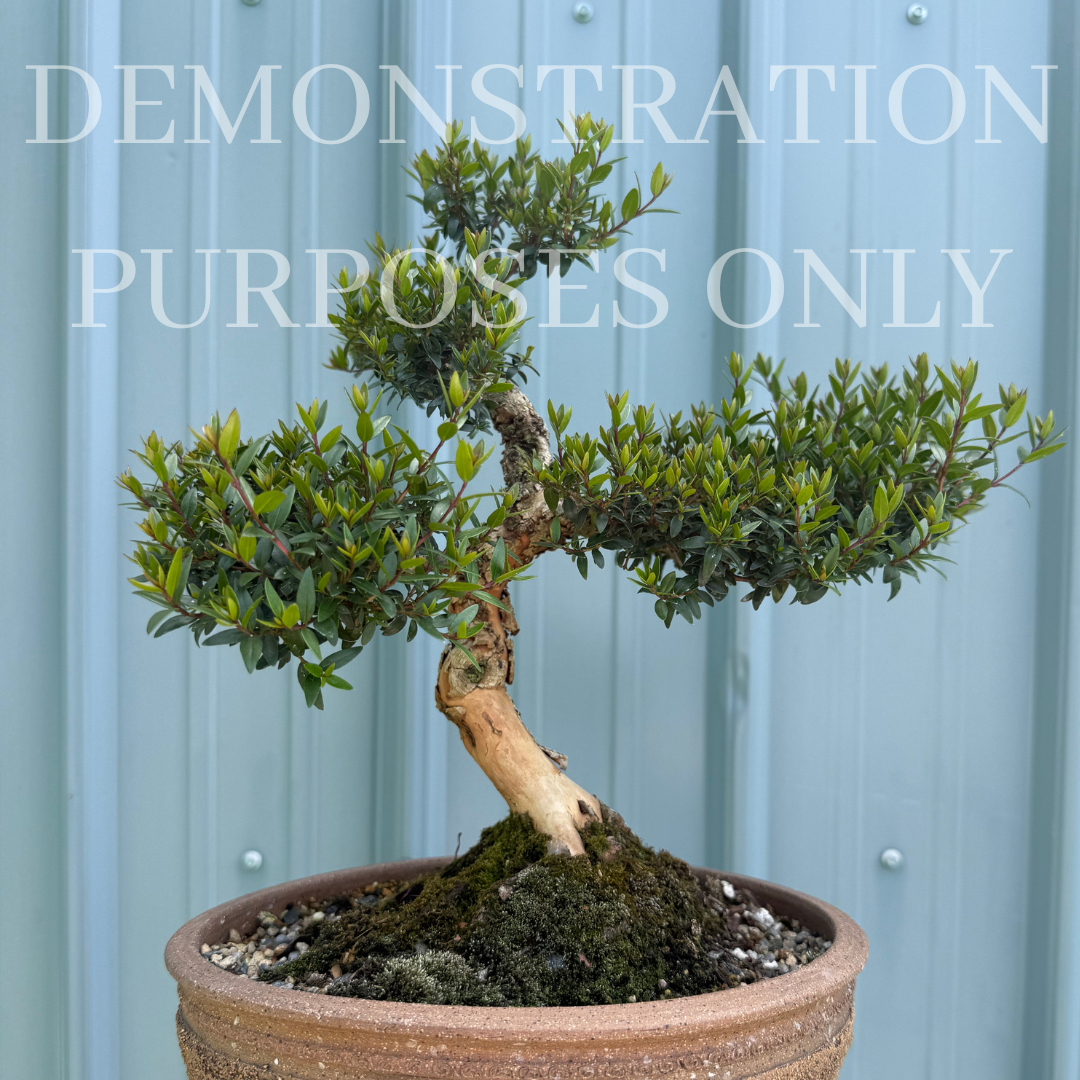 Myrtus communis 'Compacta' (Myrtle)