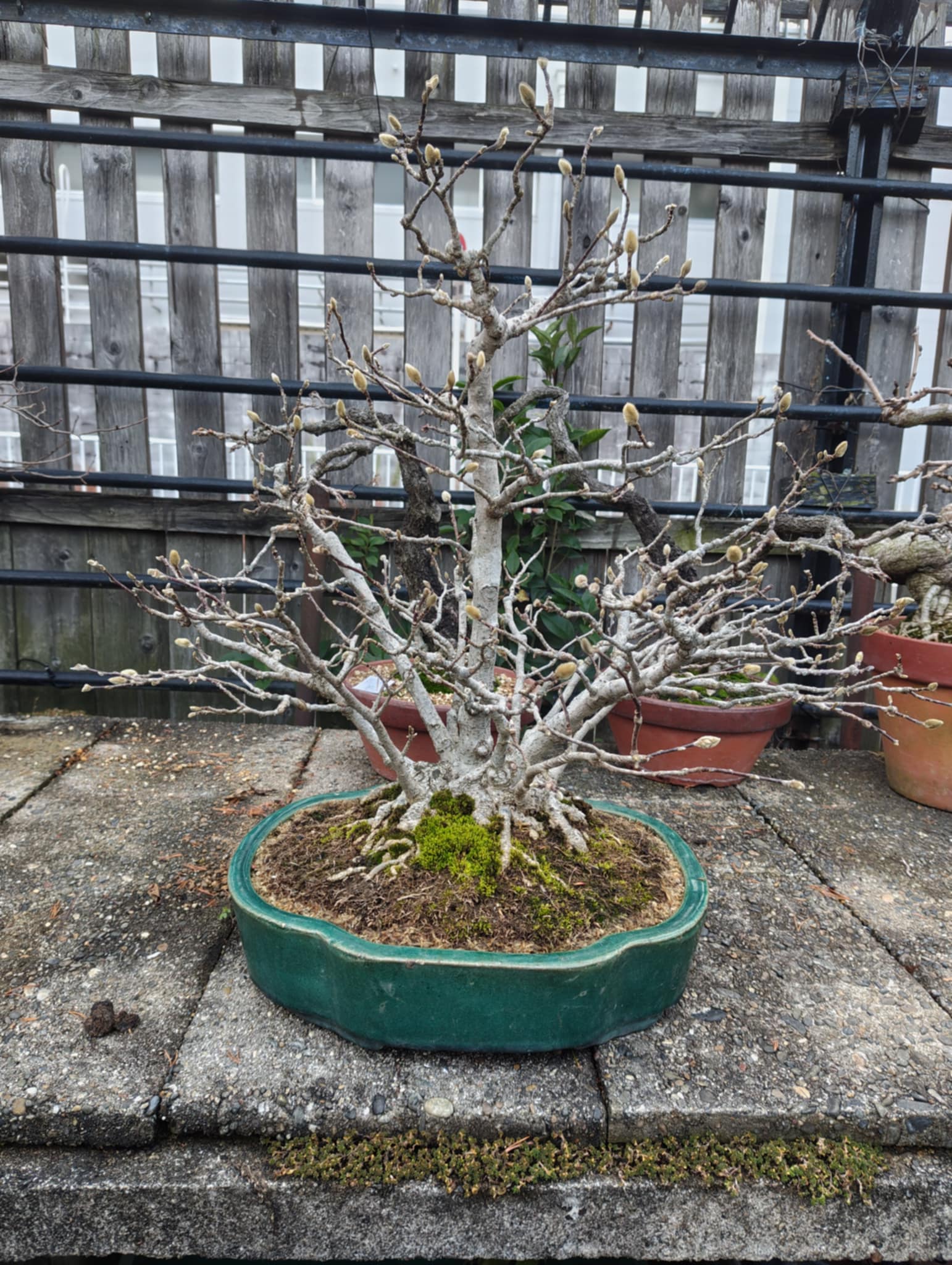 Magnolia (violet)