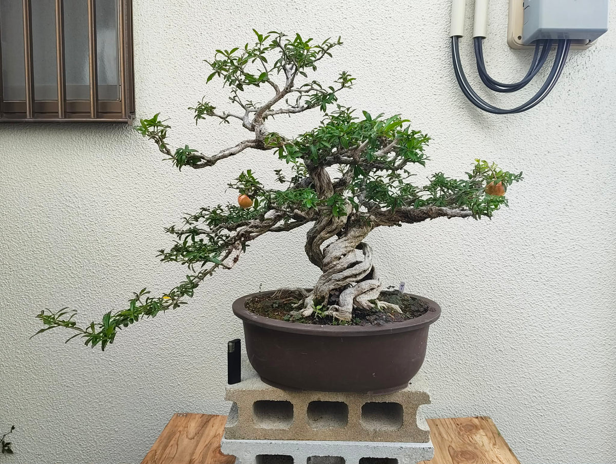 Punica Neji-Kan
