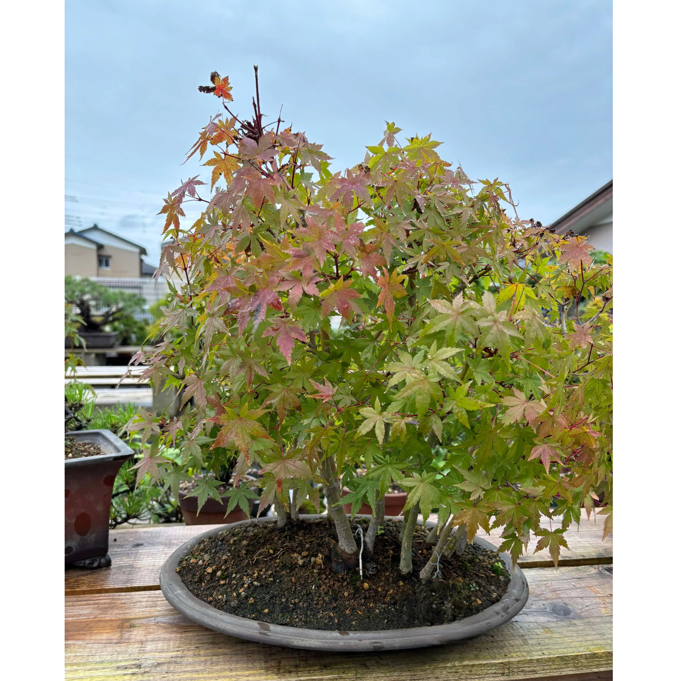 Acer palmatum