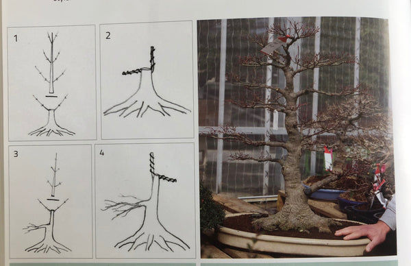 Acer palmatum 'Yves' Select'