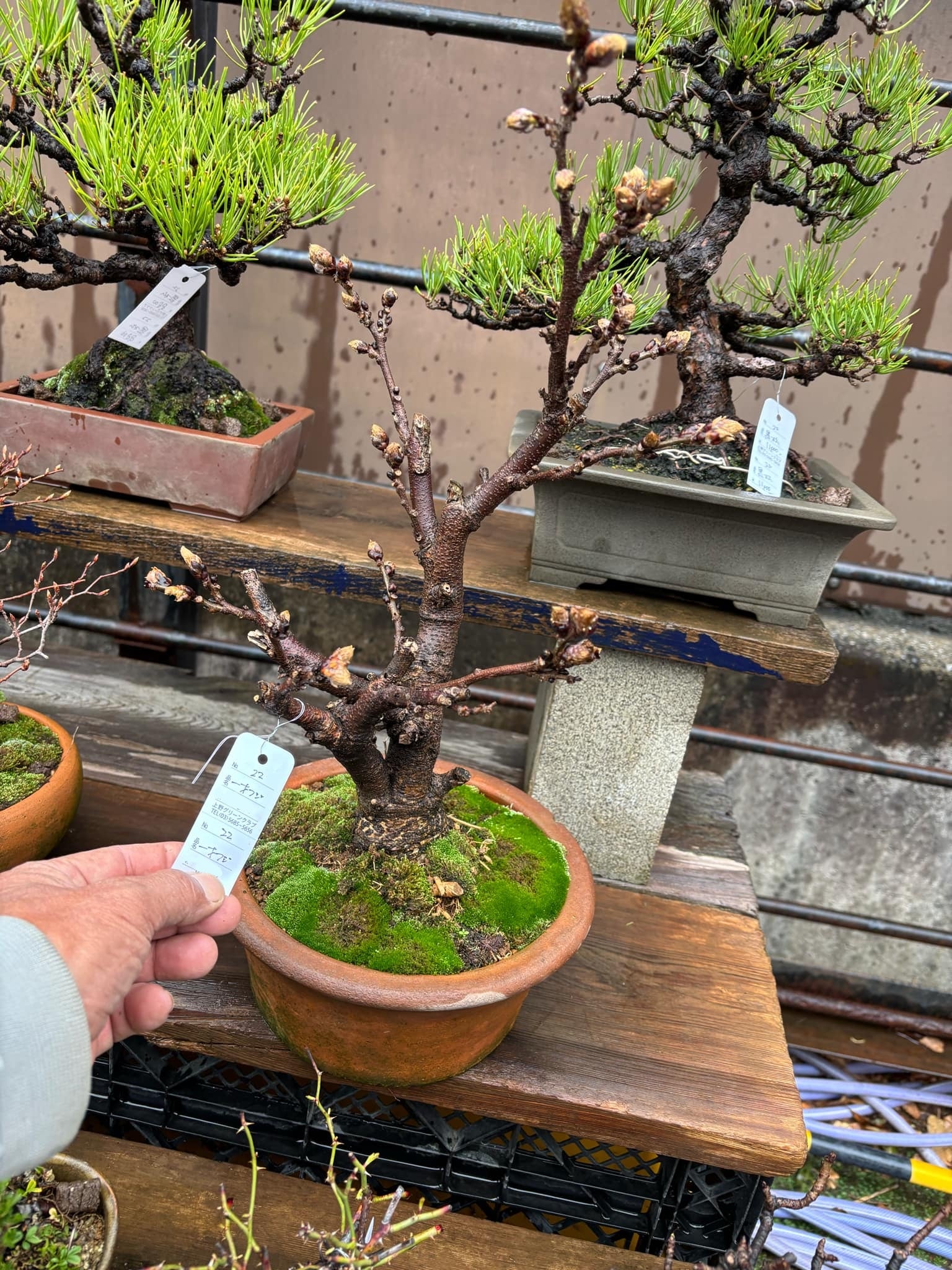 Wisteria floribunda