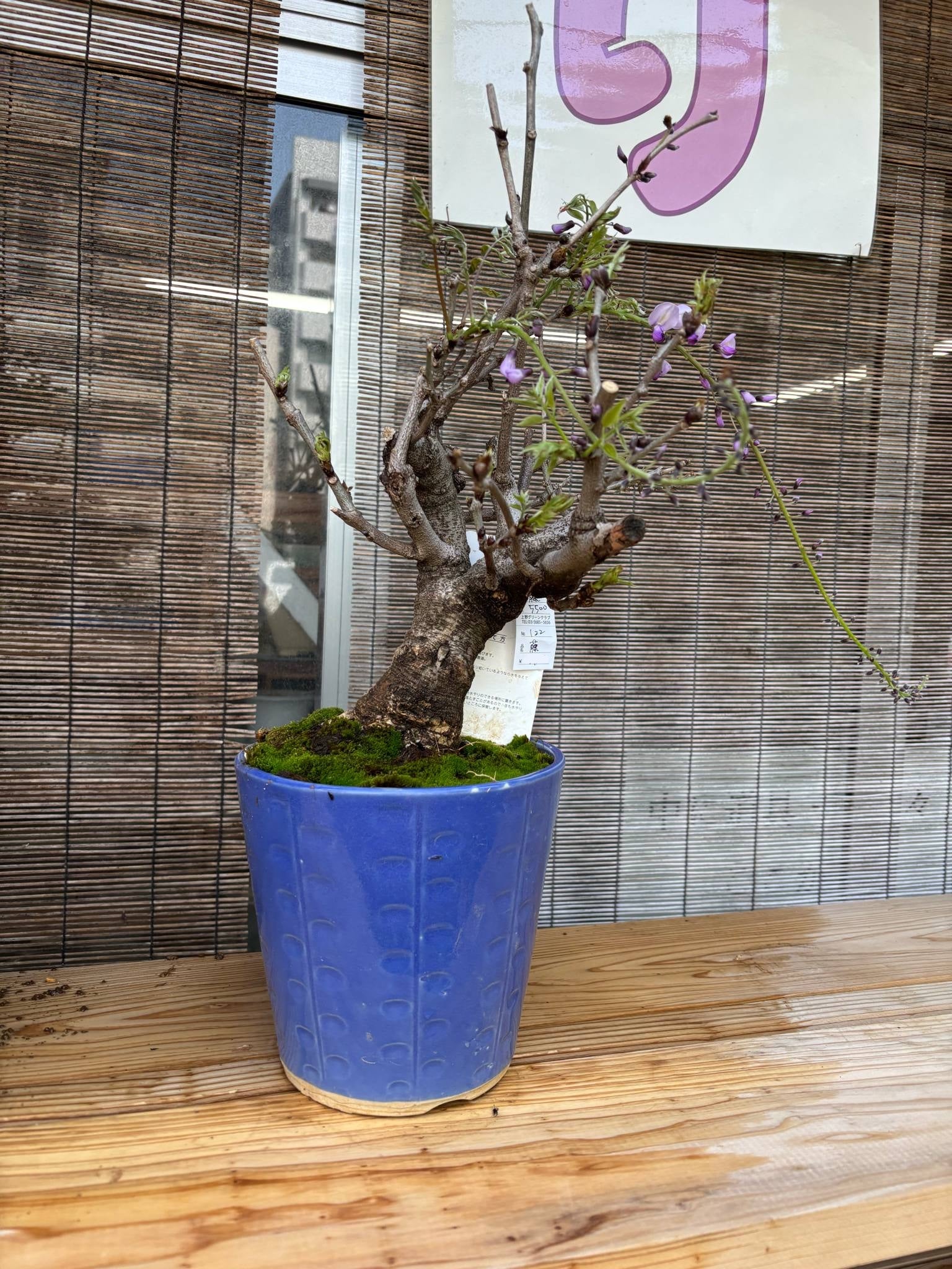 Wisteria floribunda