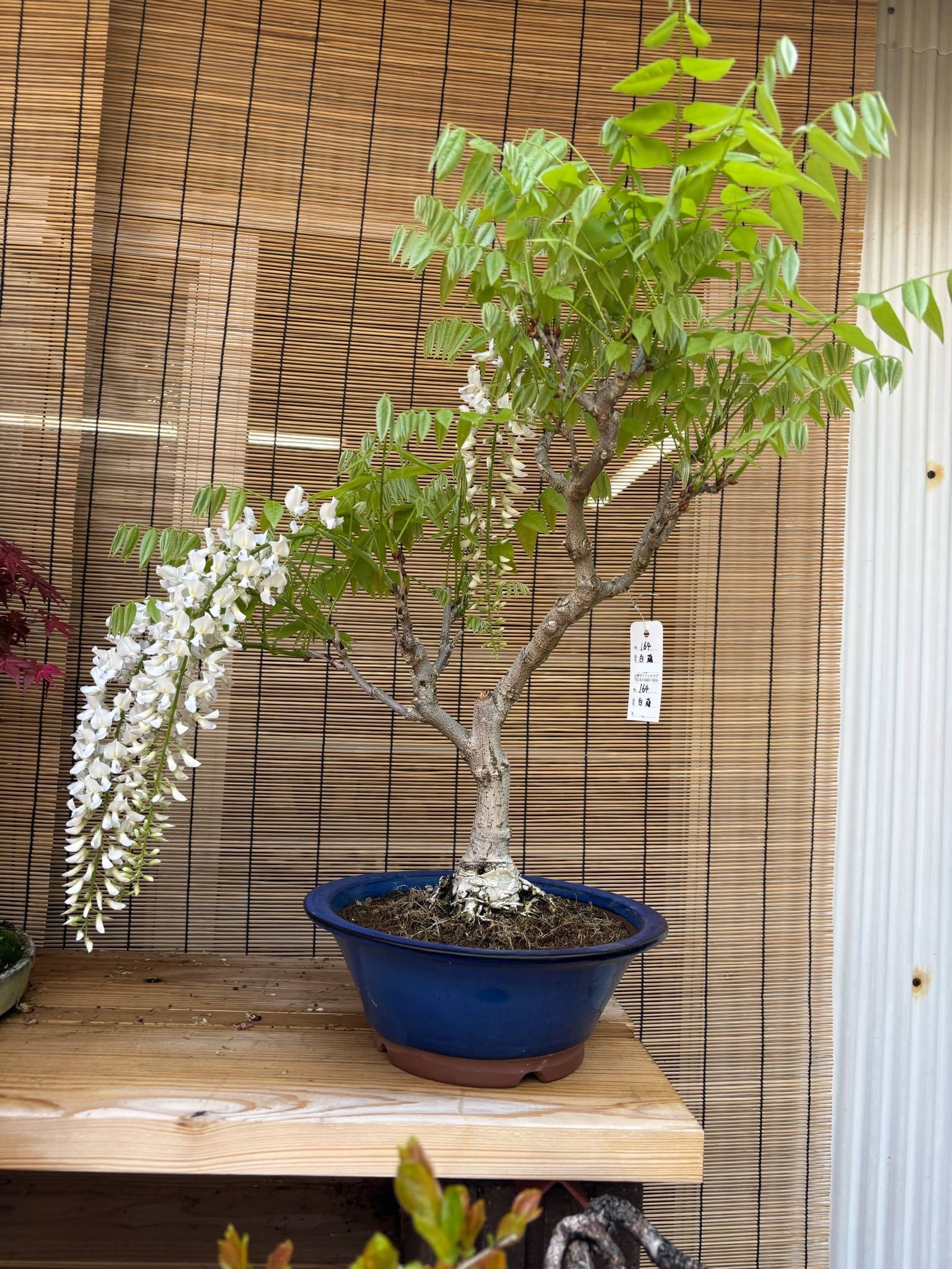 Wisteria floribunda