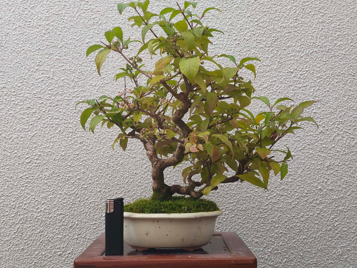 Callicarpa japonica