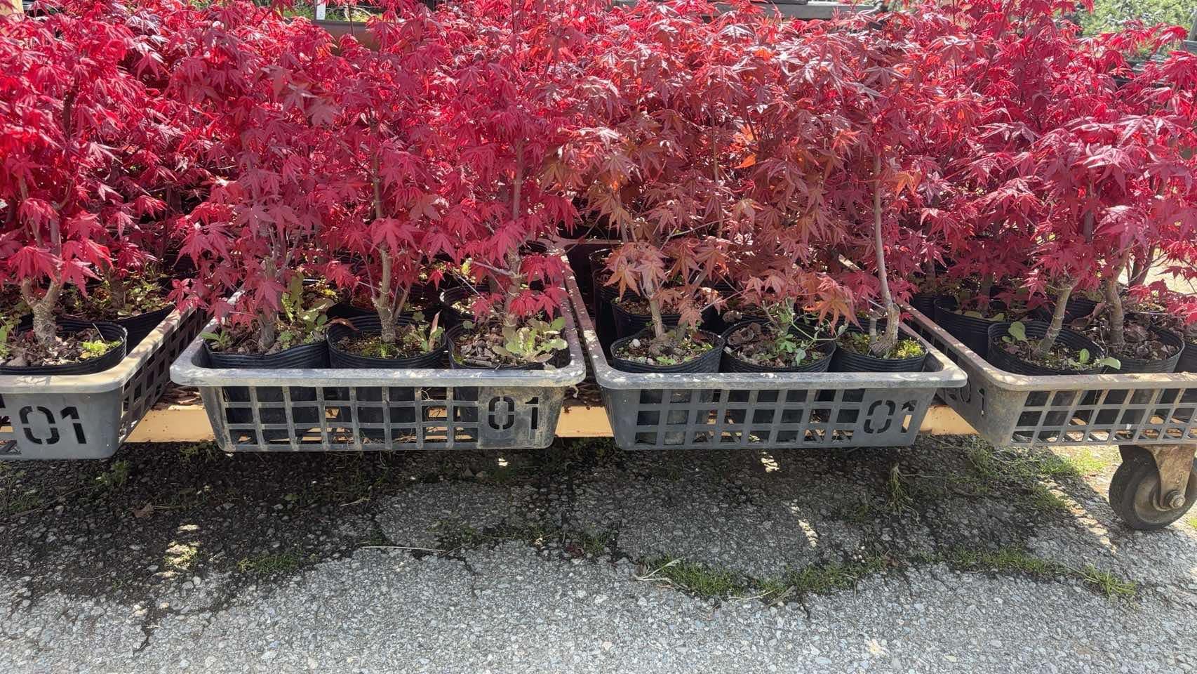 Acer palmatum 'Deshojo' (5 units) (2025)