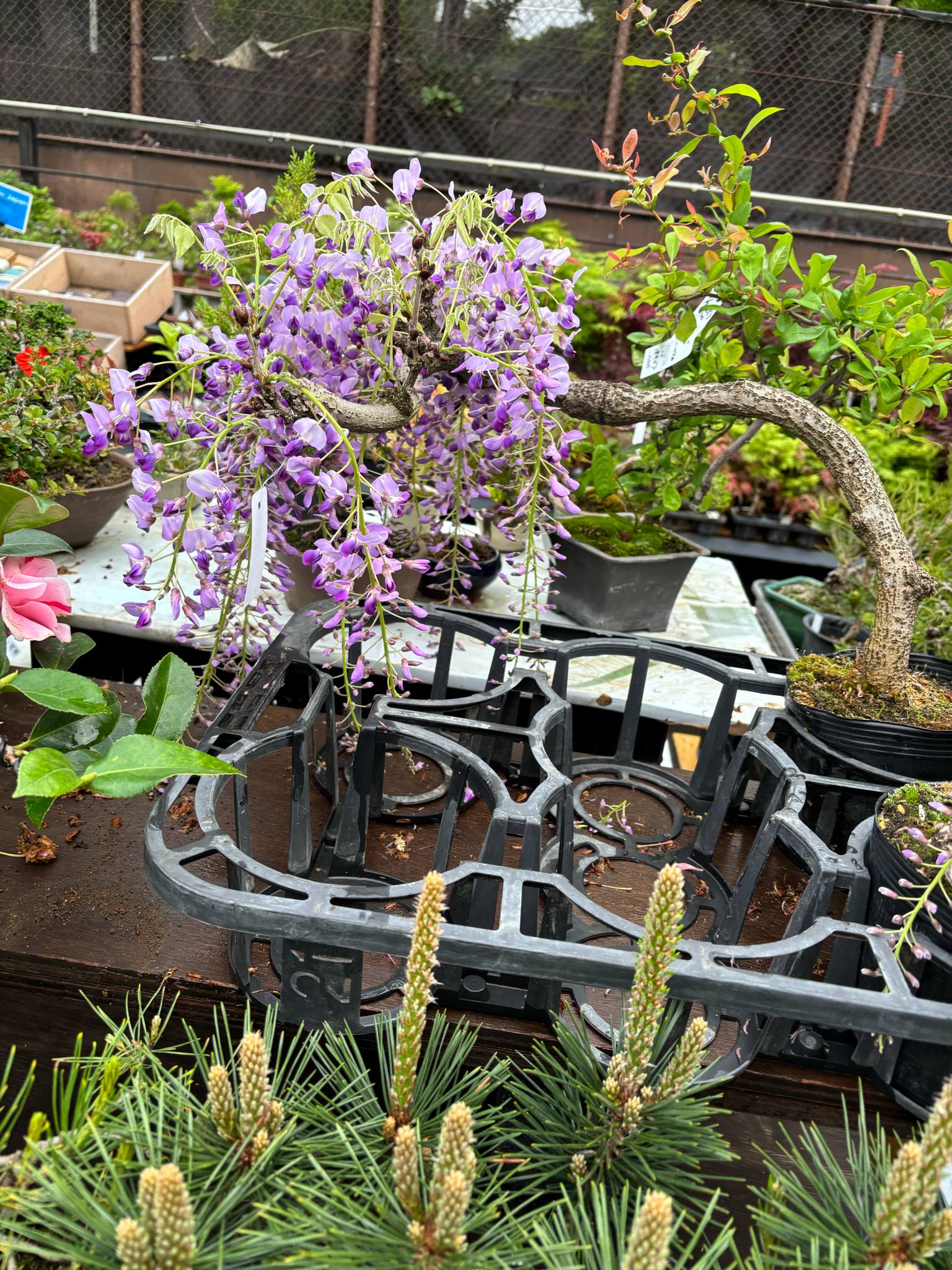 Wisteria floribunda