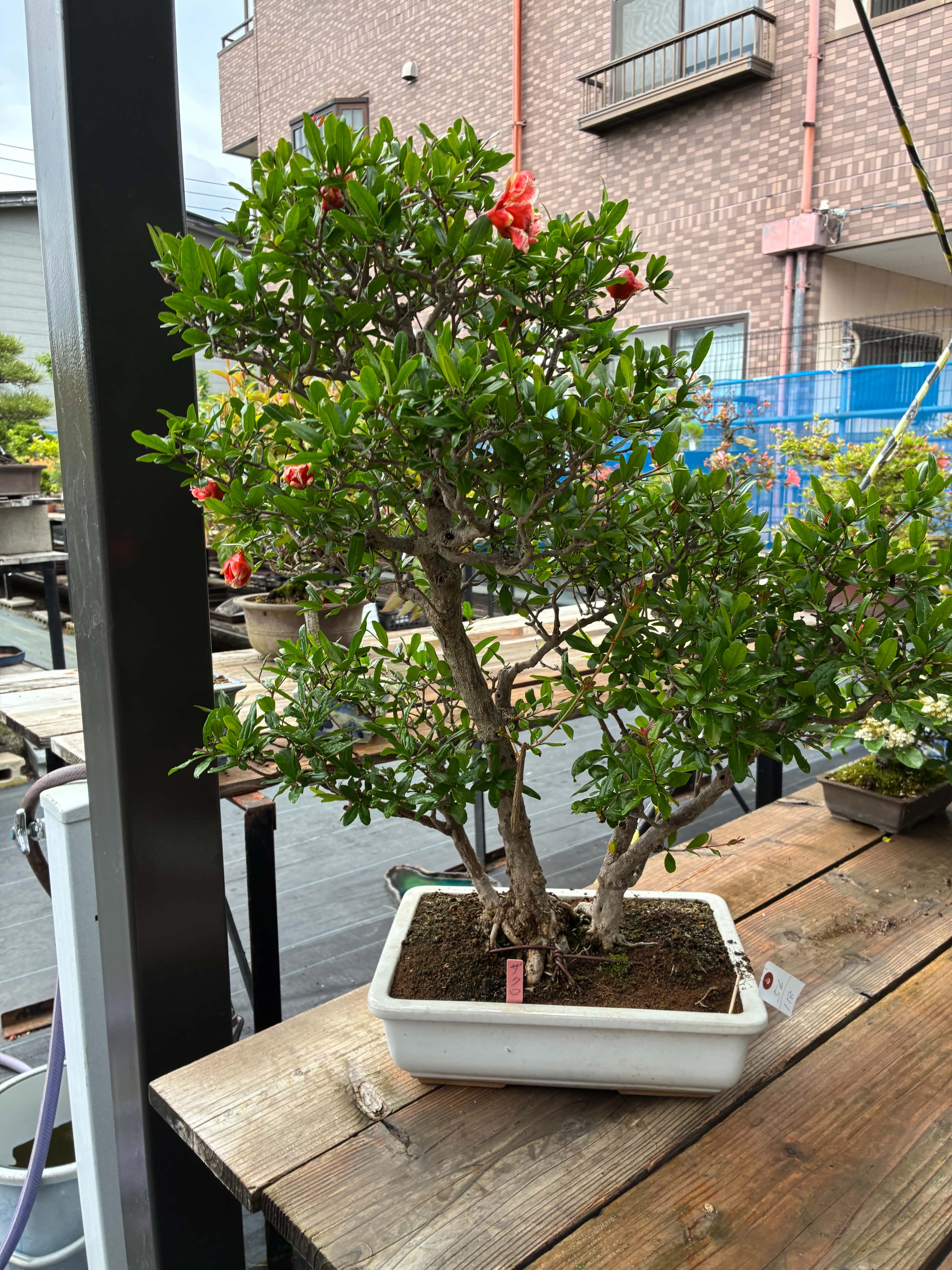 Punica (cultivar inhabituel)