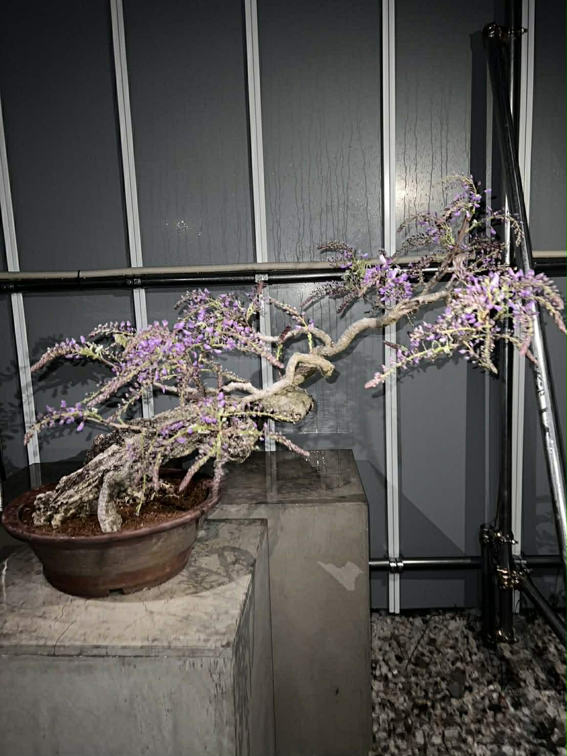 Glycine floribunda