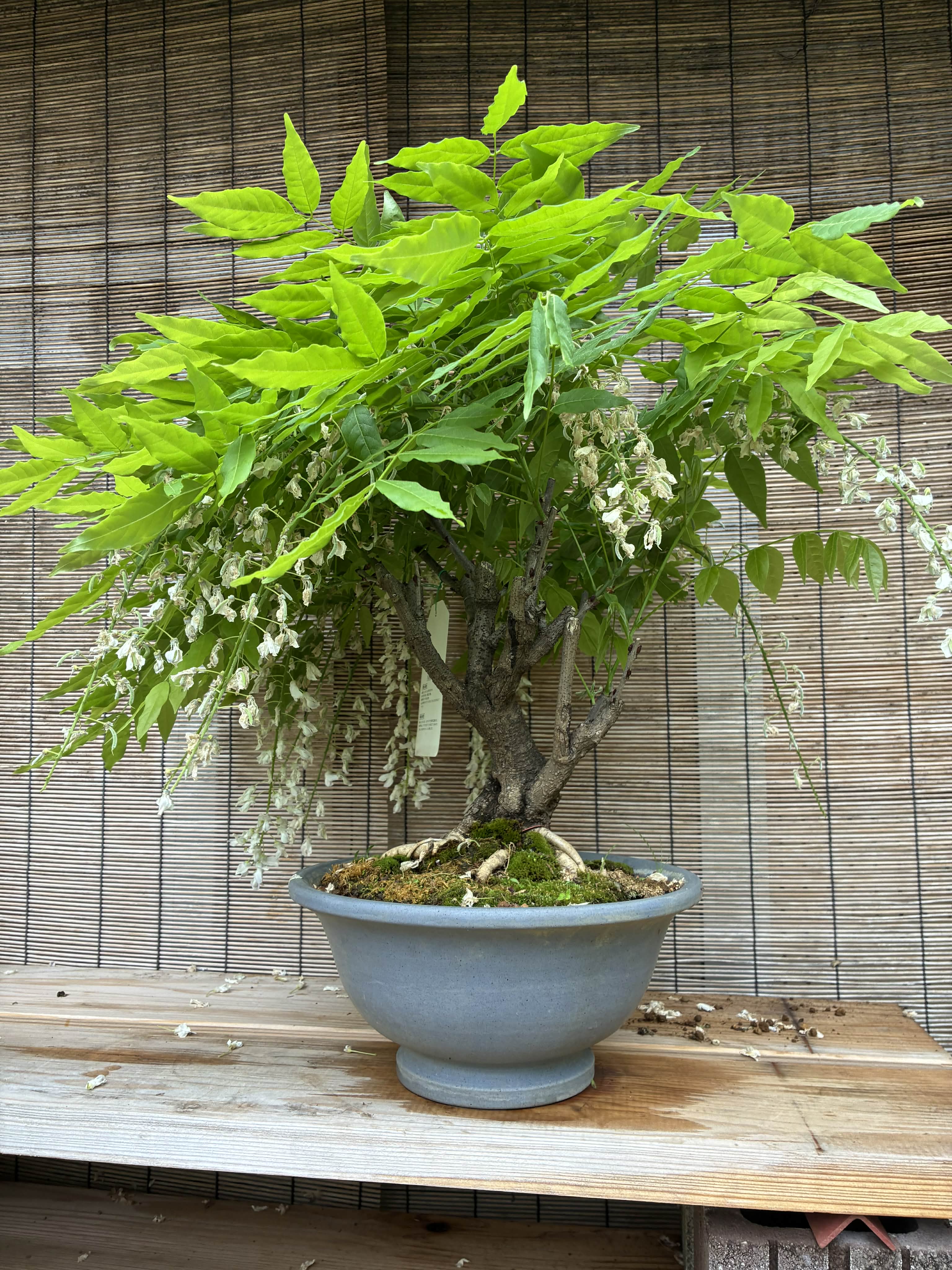 Glycine floribunda