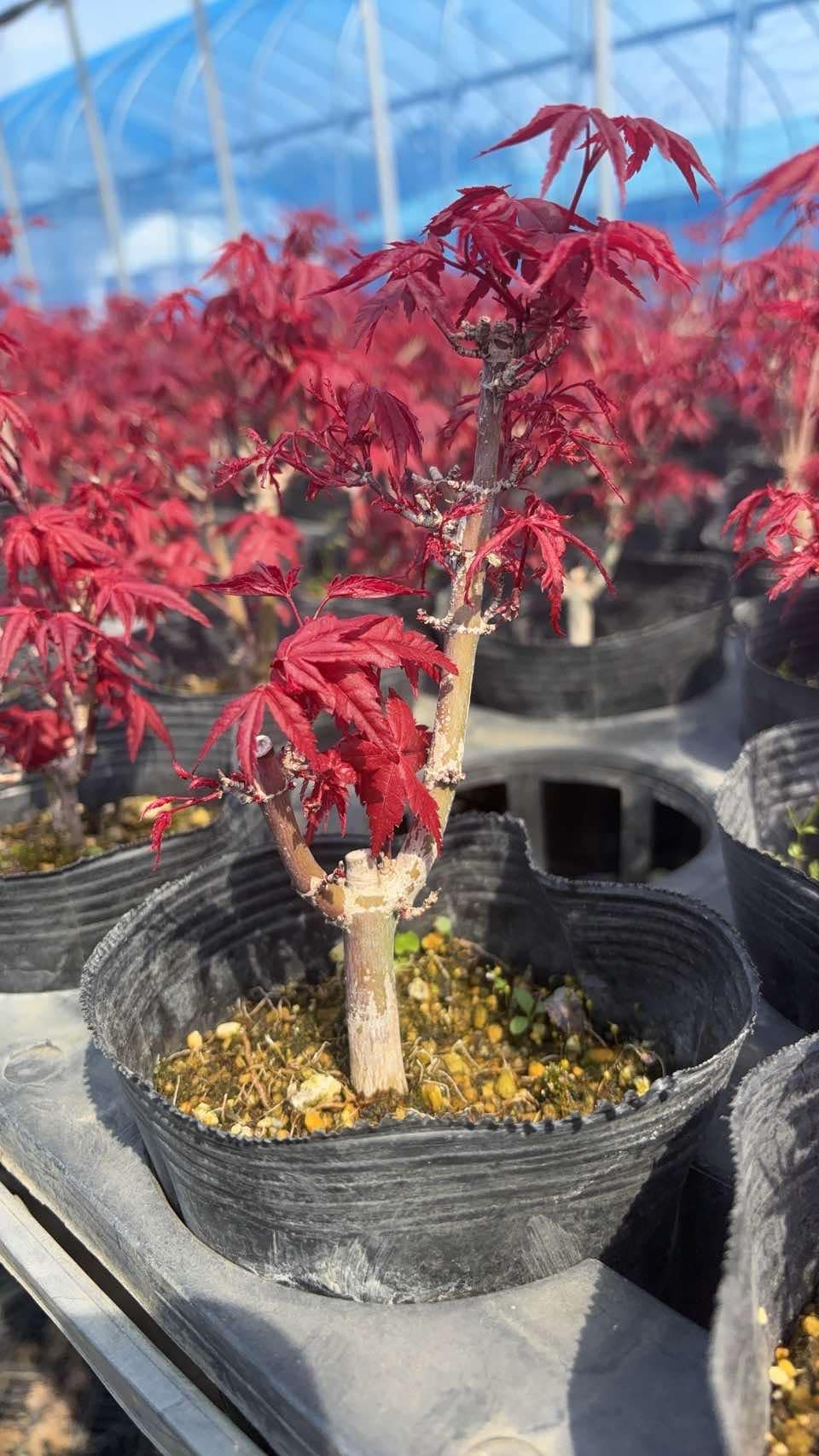 Acer palmatum 'Deshojo' (5 units) (2025)