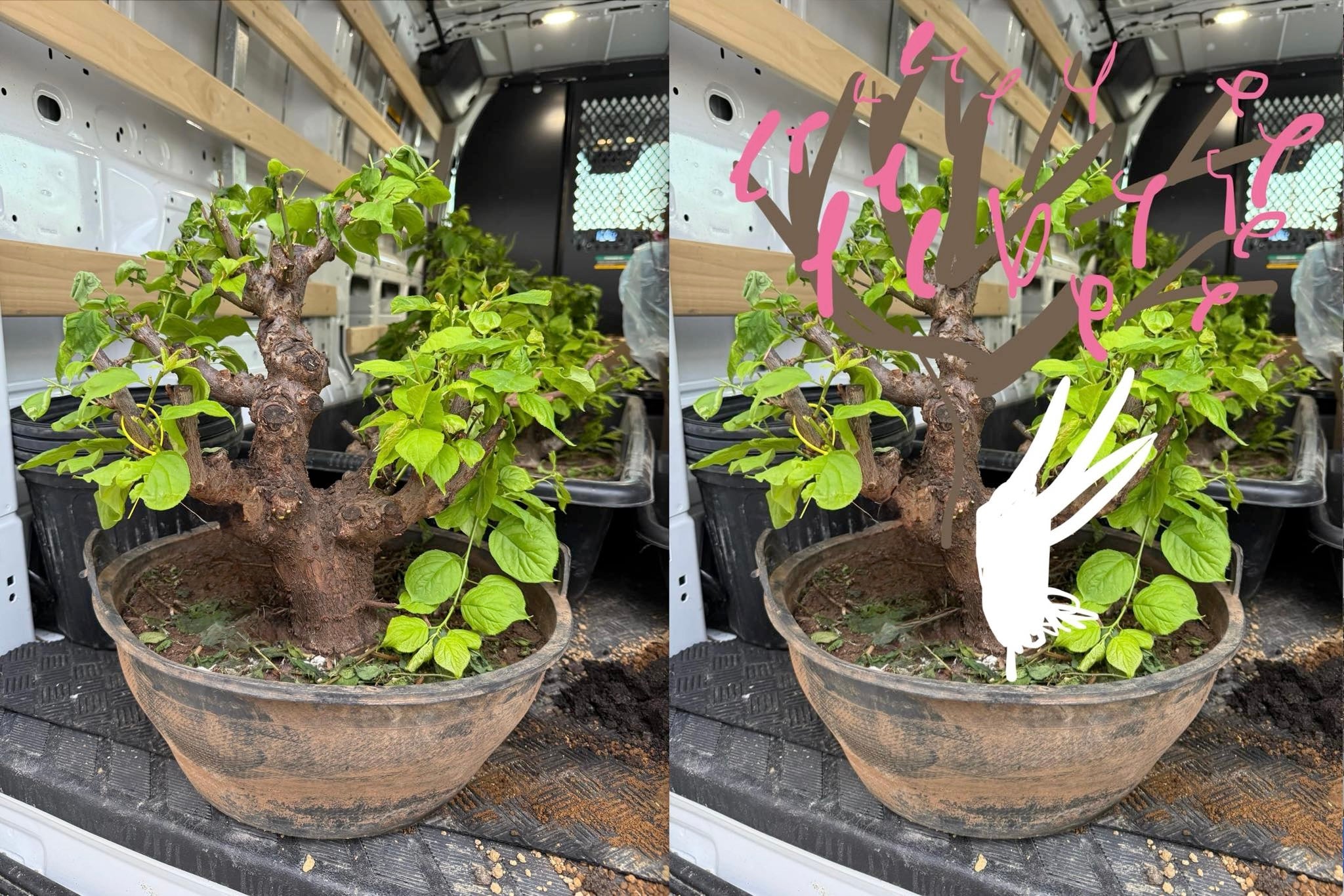 Prunus mume 'Gǔ lǐ hóng'