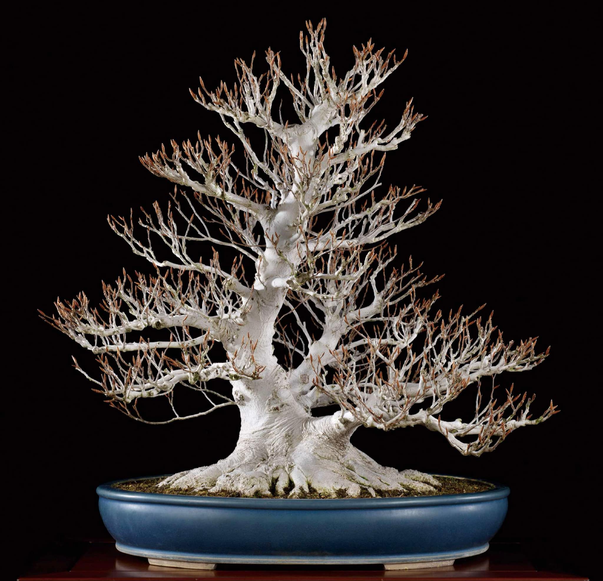 Fagus crenata