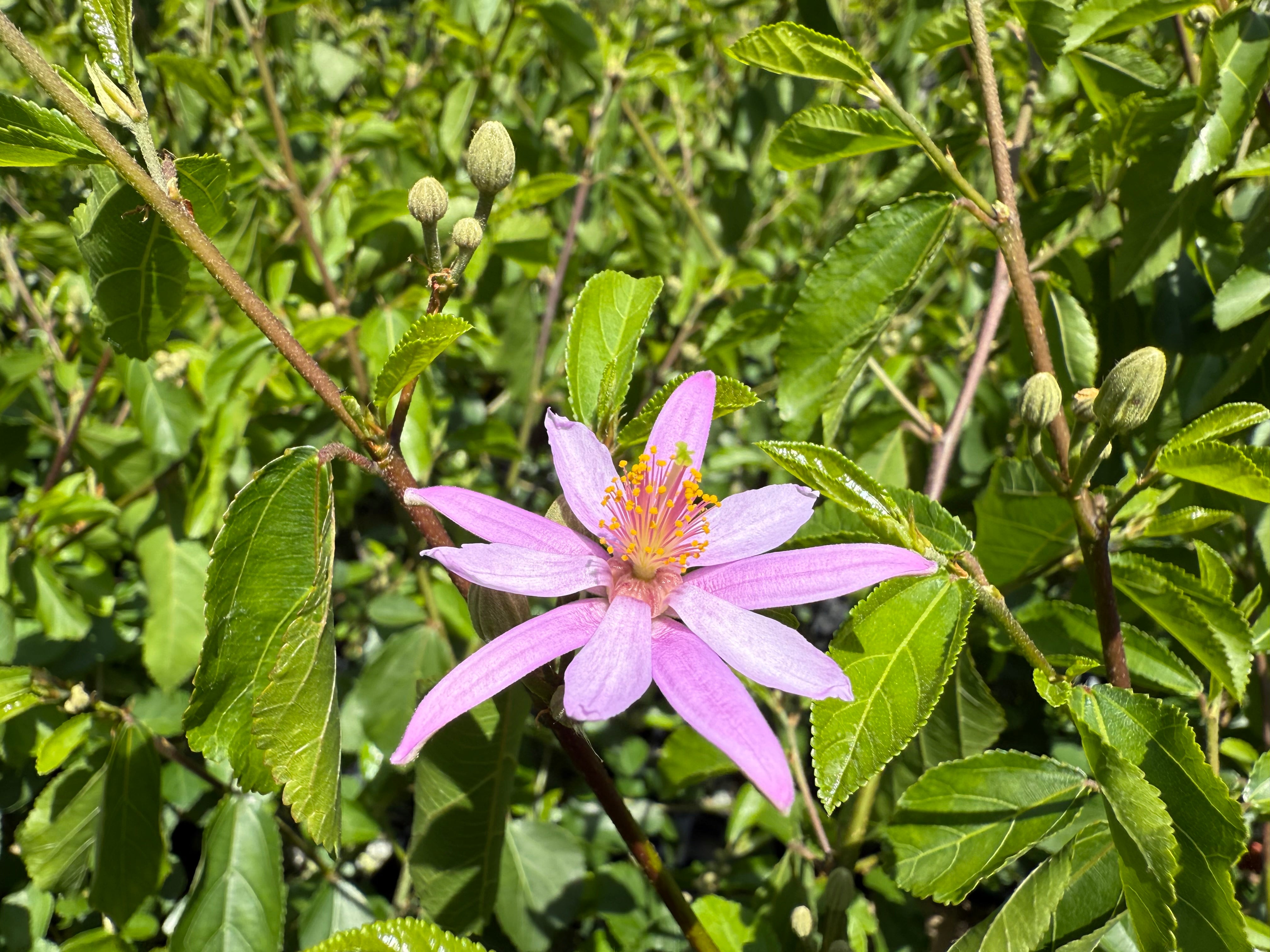 Grewia occidentalis (Crossberry)