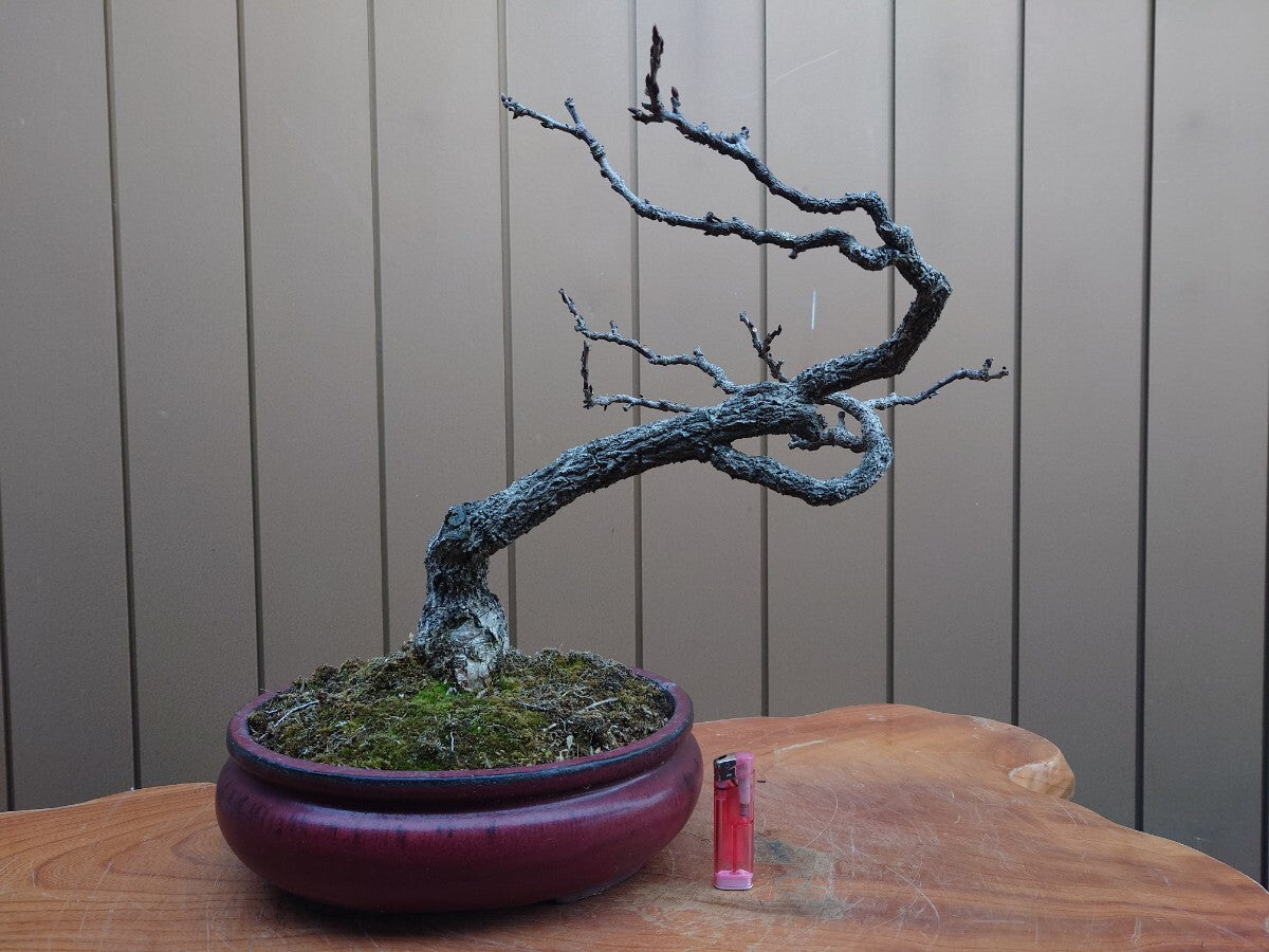 Wisteria floribunda