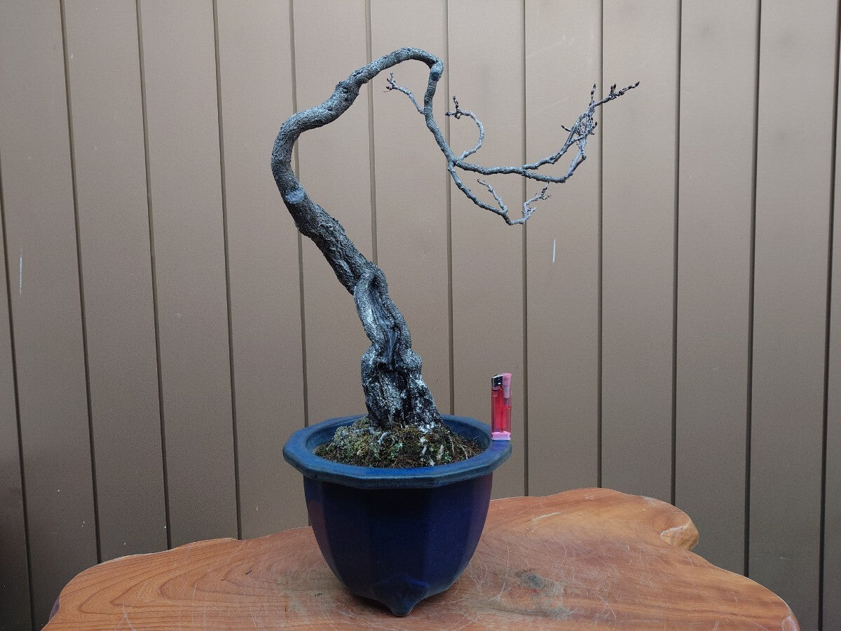 Wisteria floribunda