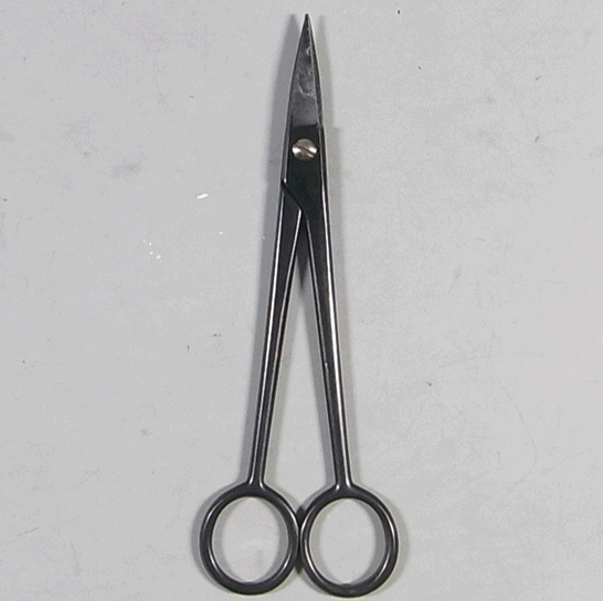 Scissors (for white pine buds)