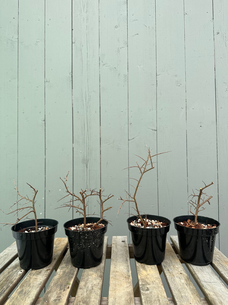 Chinese Elm