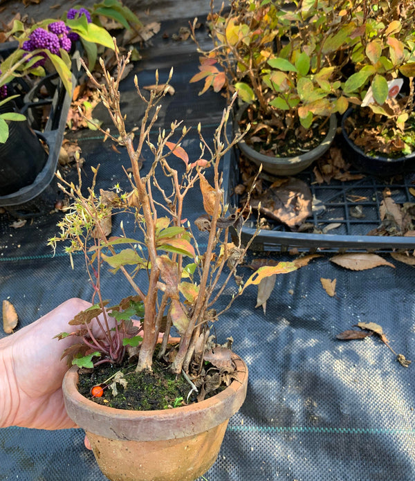 Stewartia