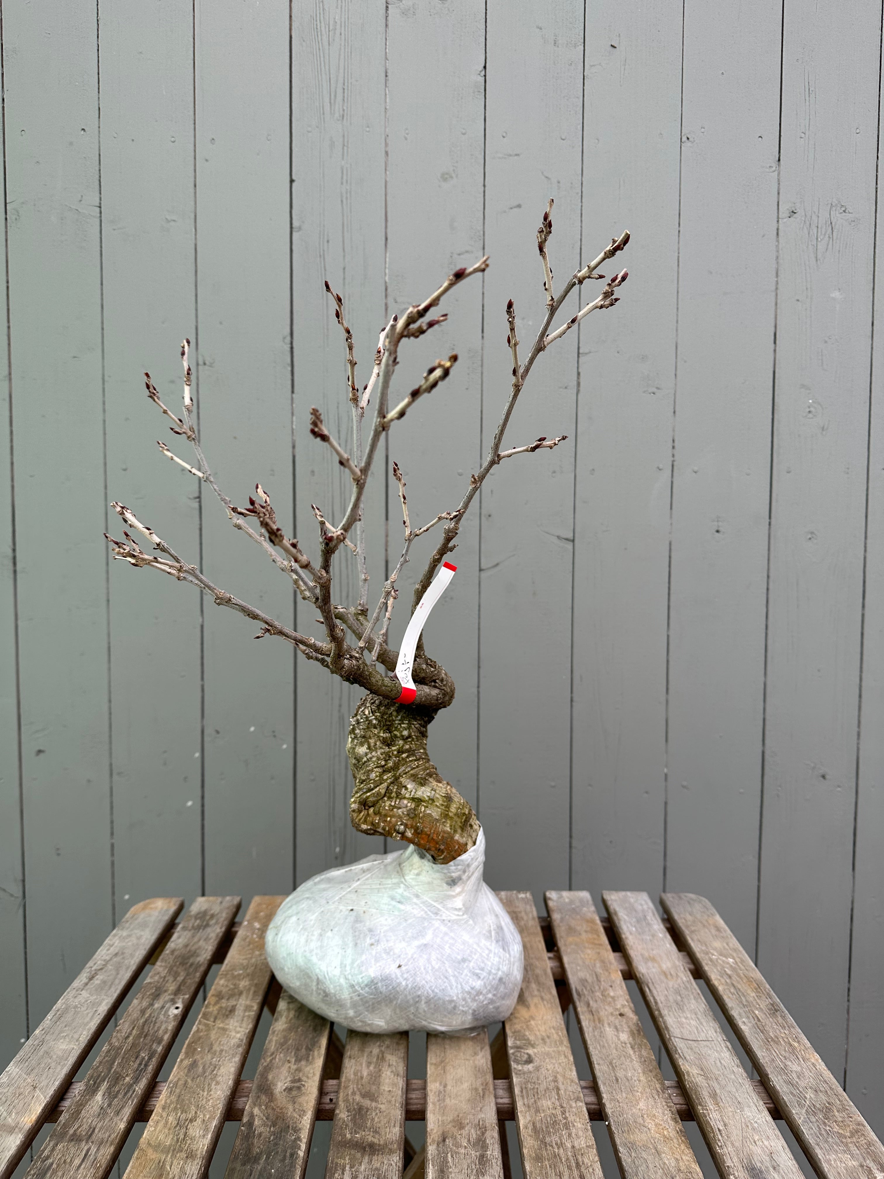 Wisteria floribunda (white)