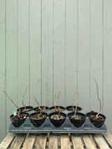 Wisteria F. (seedling)