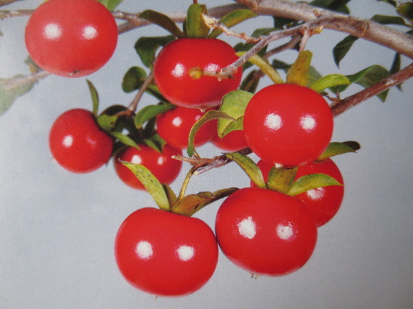 Kakiemon
